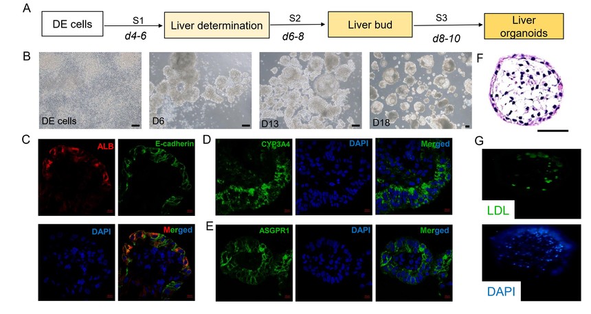 弗元生物 肝类器官