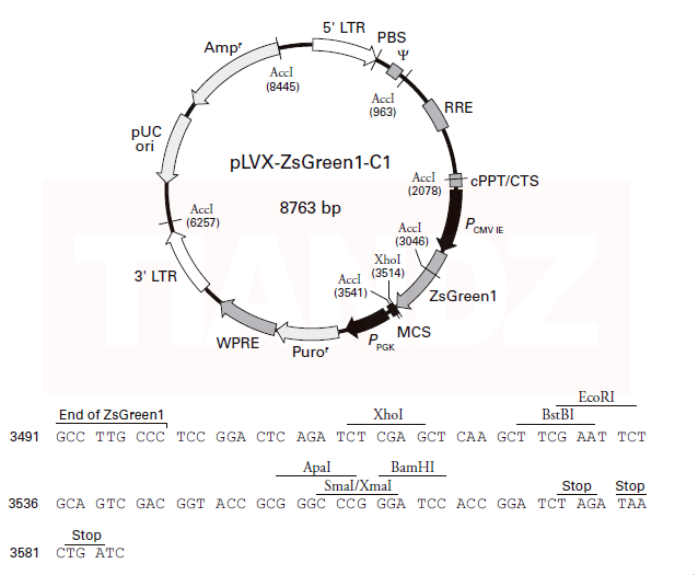 pLVX-IRES-ZsGreen1