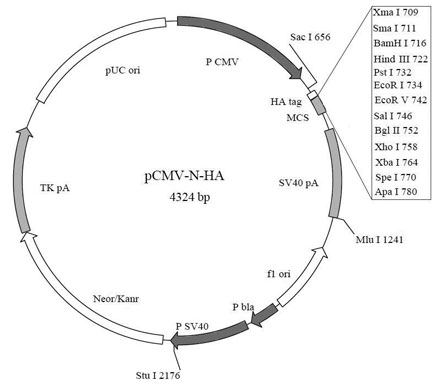 YT480型N端HA标签融合蛋白质粒厂家