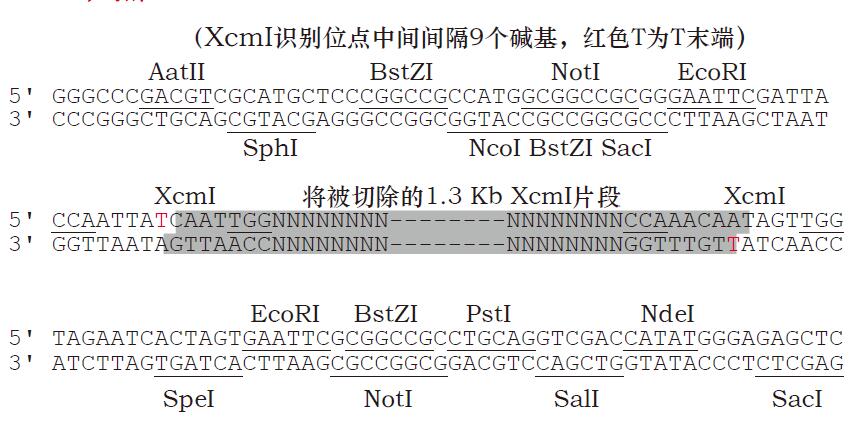 可保种型蓝白T载体MCS位点