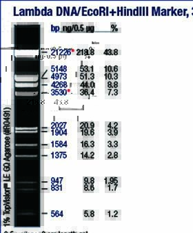DNA marker(λ/EcoRI+HindIII)