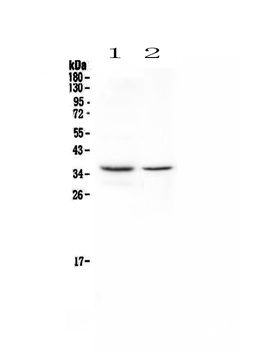 CD8 alpha/Cd8a Antibody 抗体，orb