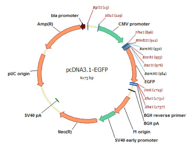 pcdna3.1-egfp