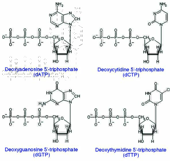 dNTP的分子结构