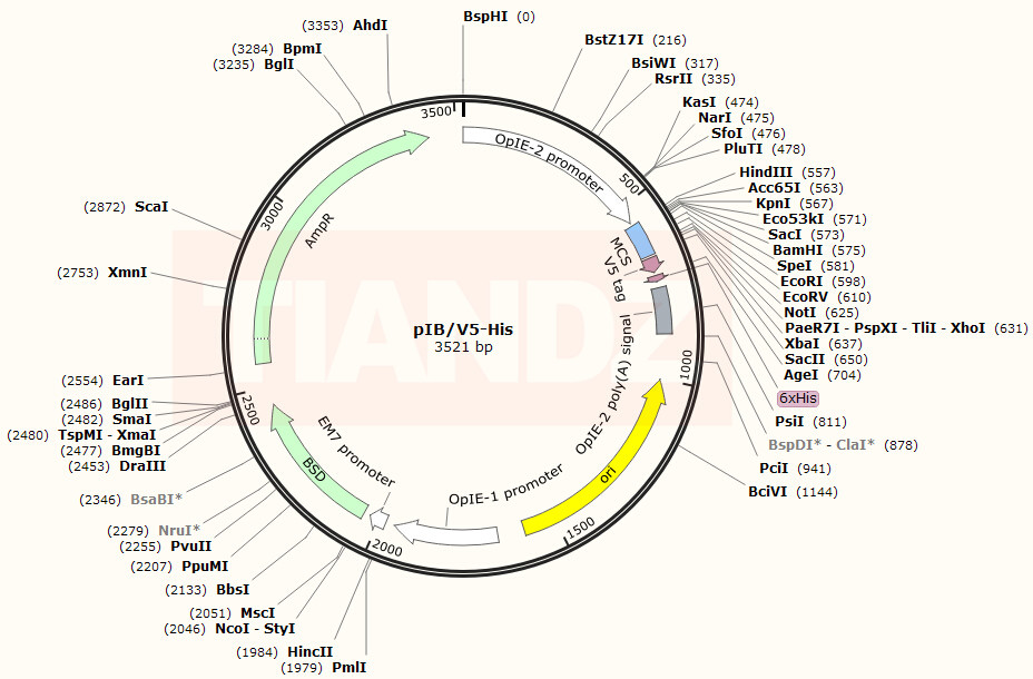pIB/V5-His(pIBV5His)