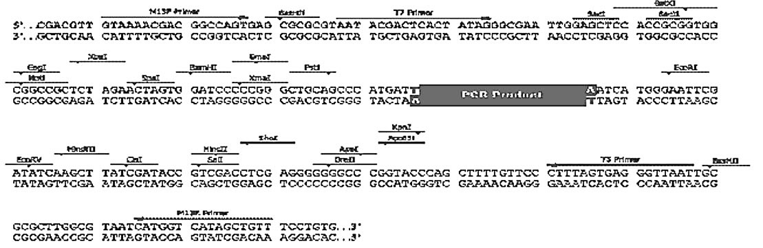 Easy Cloning T载体(pEC-T)