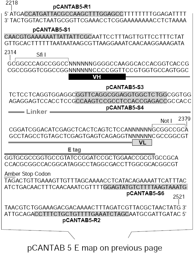 pCantab 5E多克隆位点