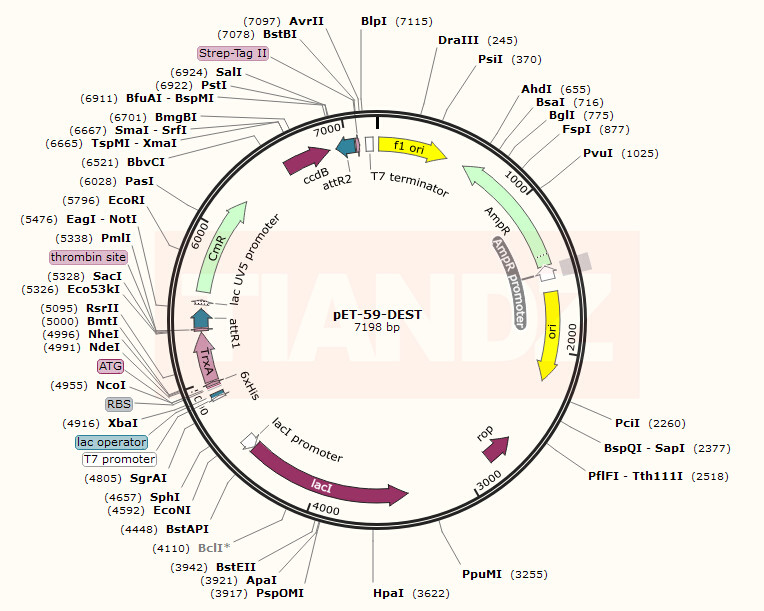 pET-59-DEST(pET59DEST)