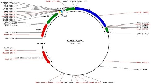 pCAMBIA2301产品信息