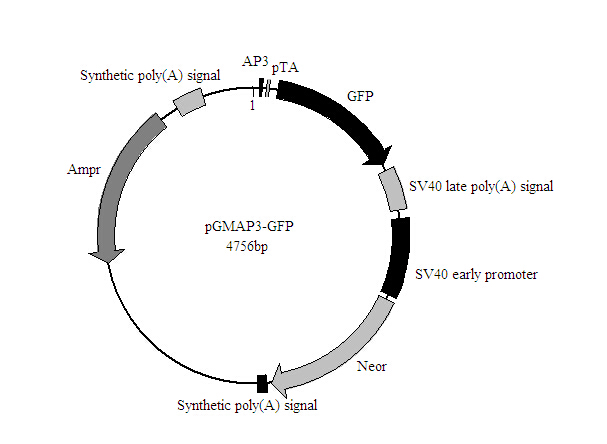AP3-GFP报告基因质粒优惠