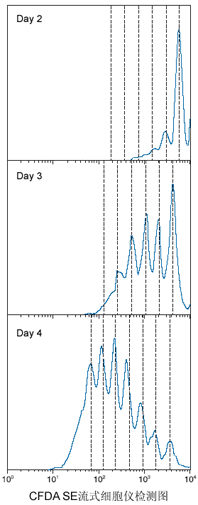 M-MuLV反转录酶(RNase H-)(逆转录酶) 工具酶