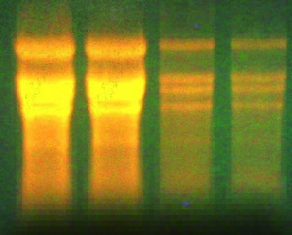 硅胶膜离心吸附柱系列(小量提取)
