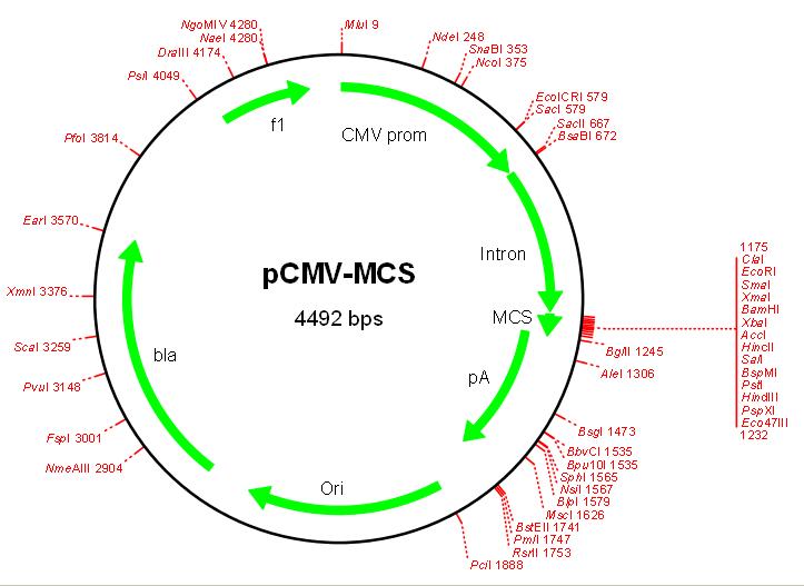 pCMV-MCS产品信息