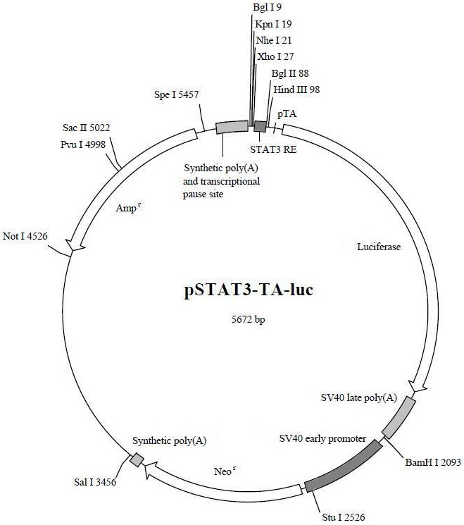北京STAT3荧光素酶报告基因质粒厂家价格