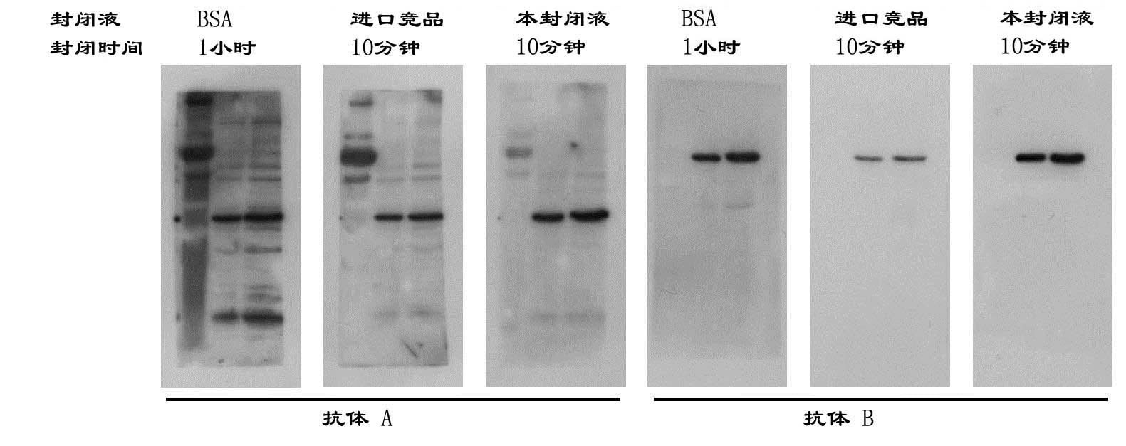 北京现货生物素标记CREB凝胶迁移探针(0.2μM)(国产,