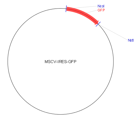 MSCV-IRES-EGFP产品信息