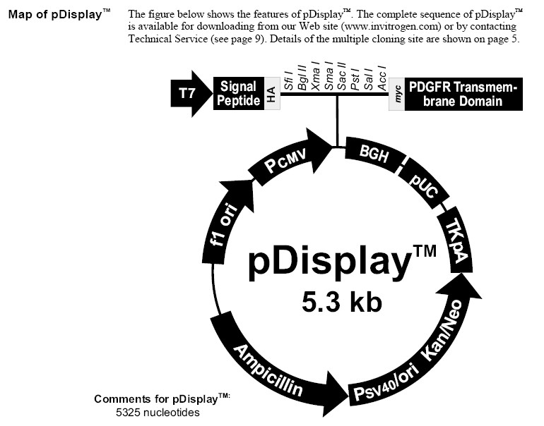 pDisplay产品信息
