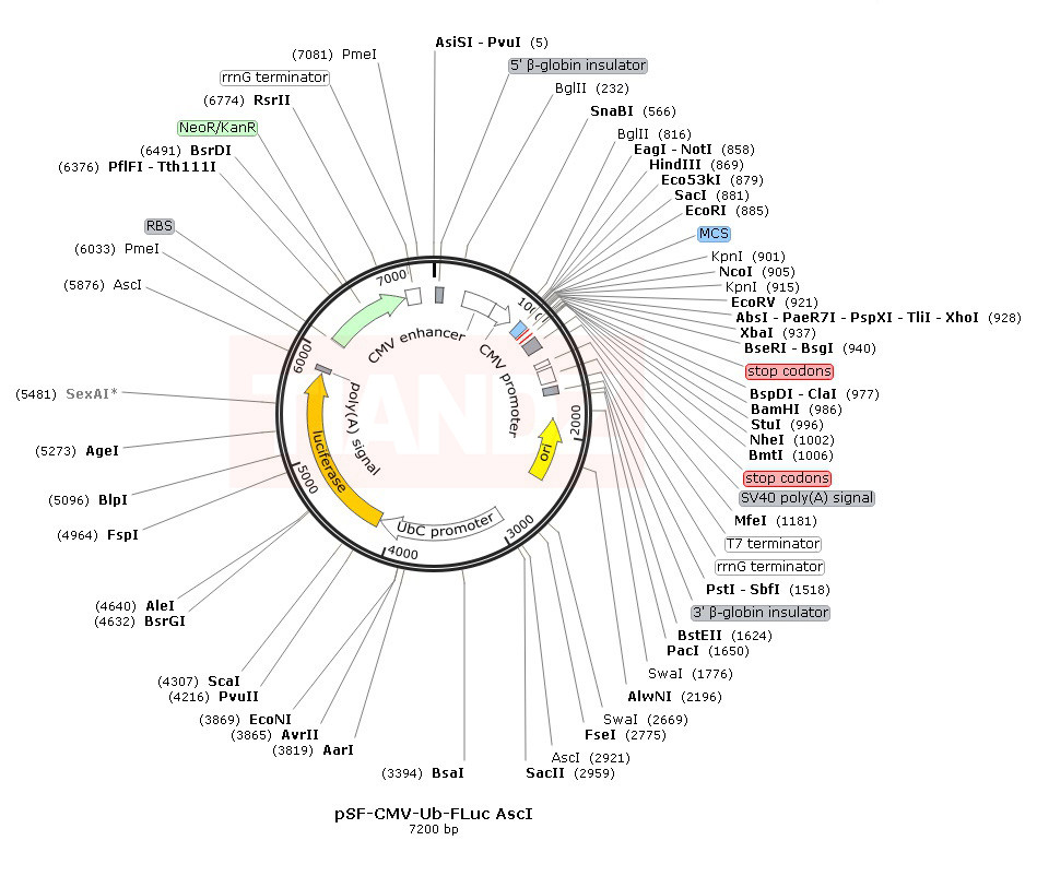 pSF-CMV-Ub-FLuc AscI