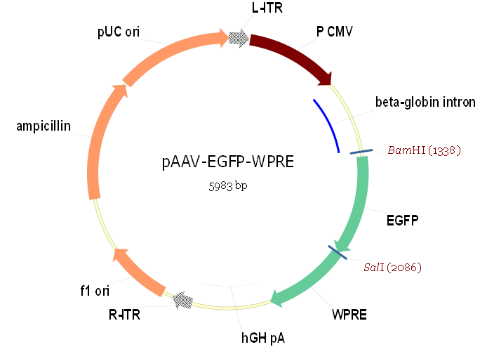 pAAV-EGFP产品信息