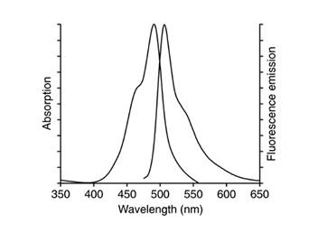北京现货IRE1α抗体厂家直销
