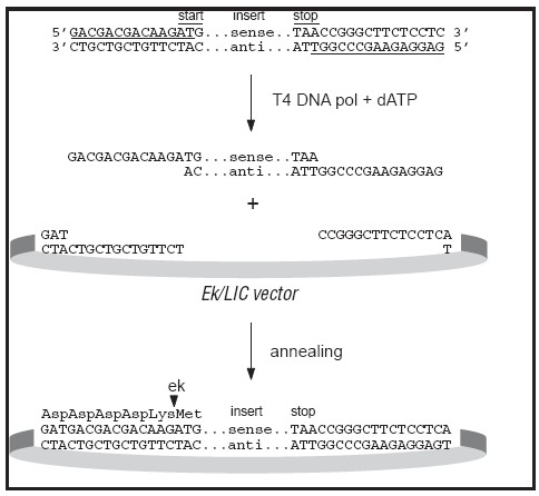pet44 EK/LIC载体克隆方法说明
