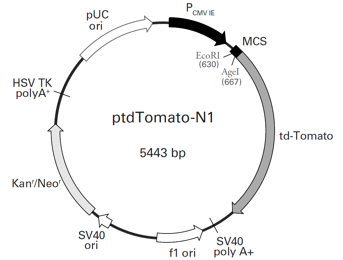 ptdTomato-N1 vector map