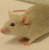 静脉注射糖耐量动物实验