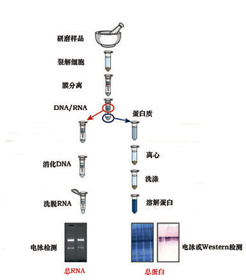 细胞蛋白质-RNA共提试剂盒