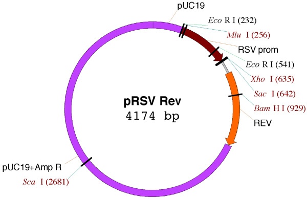 pRSV-Rev