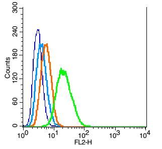 胶质纤维酸性蛋白抗体
