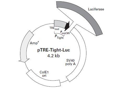pTRE-Tight-Luc产品信息