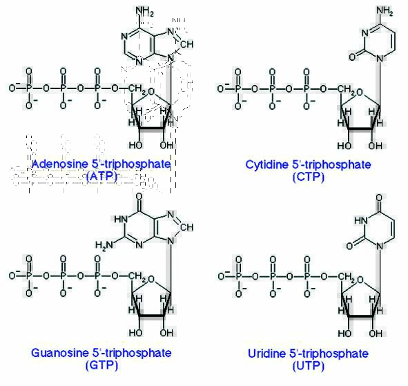 NTP的分子结构
