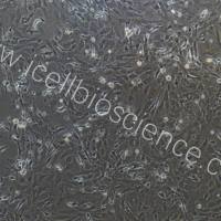 小鼠眼外肌成纤维细胞/免疫荧光鉴定/镜像绮点(Cellverse)