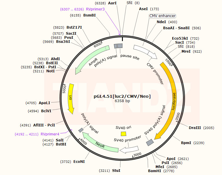 pGL4.51[luc2 CMV Neo]
