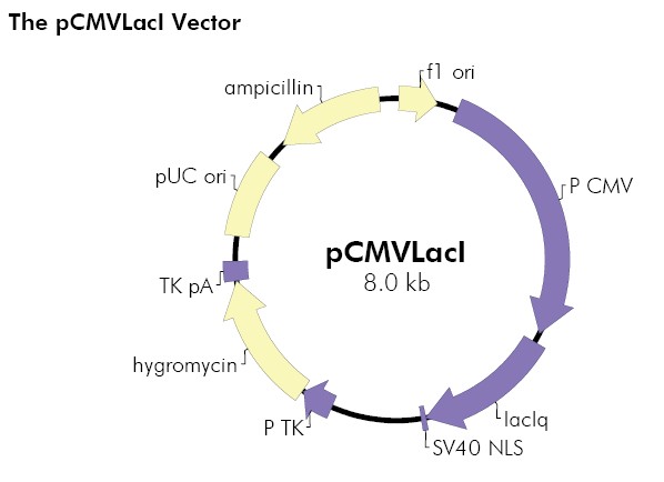 pCMVLacI产品信息