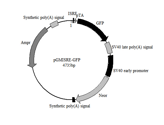 ISRE-GFP报告基因质粒厂家直销