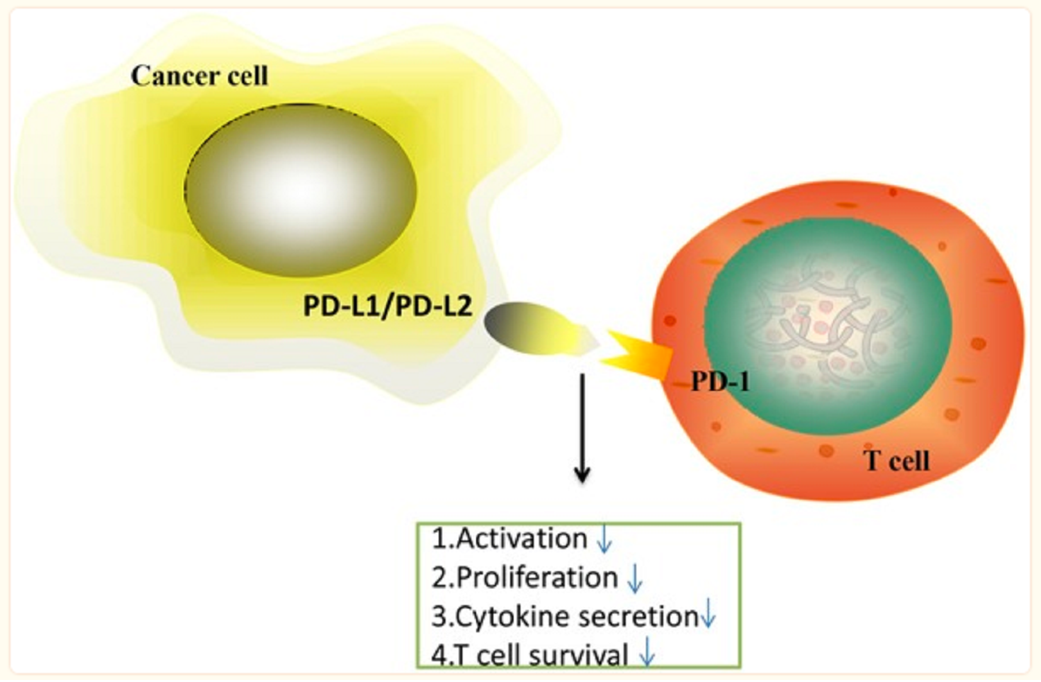免疫检查点抗体-PD-1/PD-L1 antibody 产品细节图片1