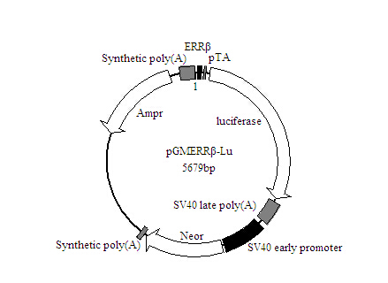 SY0279型一步法(快速/无缝)克隆试剂盒价格