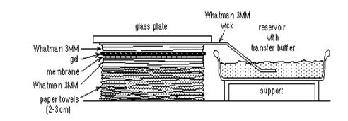 超快DNA-RNA两用转膜试剂盒