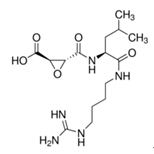 MEF1-Luc荧光素酶报告基因质粒批发