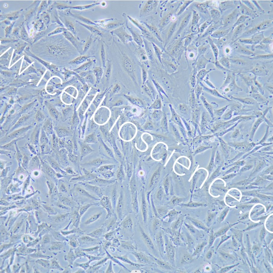 Ocut2C 人甲状腺癌细胞（未分化）/STR鉴定/镜像绮点（Cellverse）