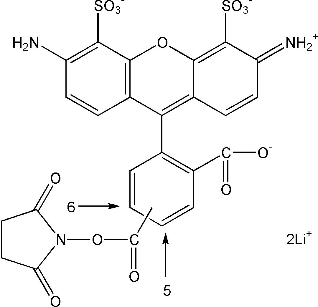 SY0638型小鼠抗β-Tubulin单克隆抗体特价优惠