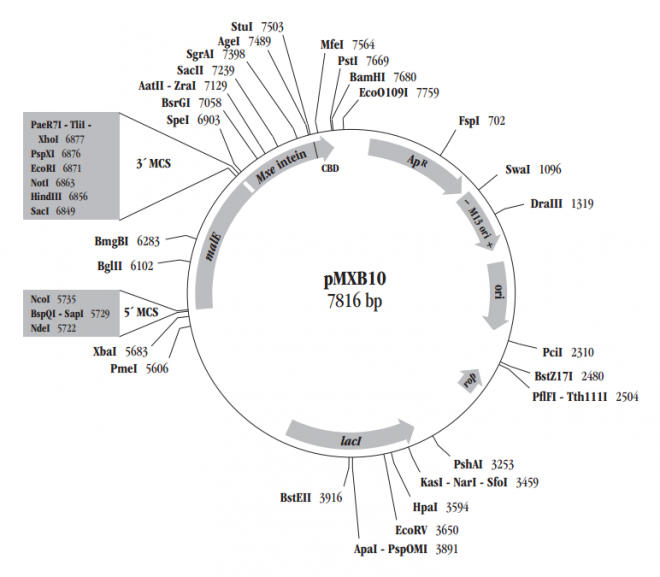 pMXB10 质粒图谱