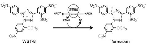 增强型CCK-8试剂盒 细胞凋亡与增殖