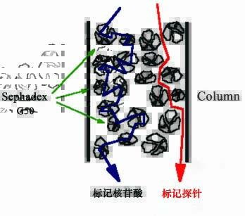 柱式探针纯化试剂盒示意图
