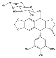 ATF6-Luc荧光素酶报告基因质粒 报告基因检测