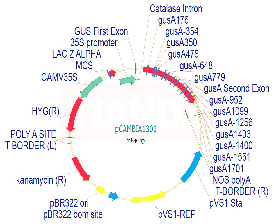 pCambia1301载体图谱