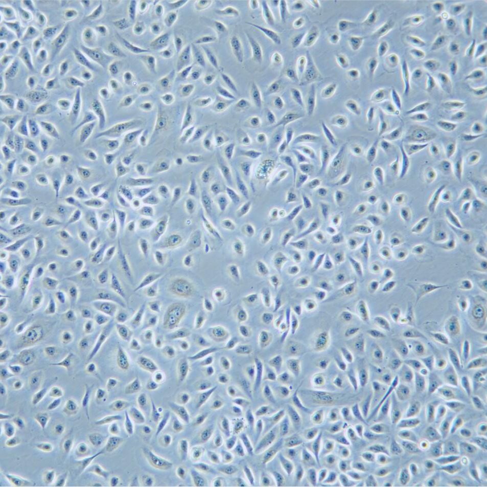 RWPE-1 人正常前列腺上皮细胞/STR鉴定/镜像绮点（Cellverse）