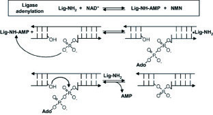 大肠杆菌DNA连接酶工作原理图