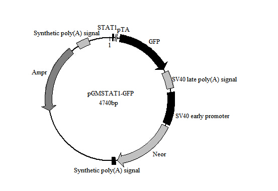 HRP标记小鼠抗GAPDH单克隆抗体现货供应